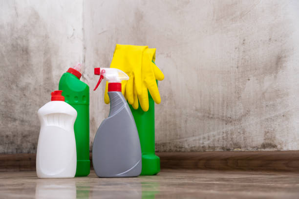 Why You Should Choose Our Mold Remediation Services in Irvington, KY